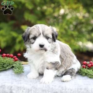 Marla, Havachon Puppy